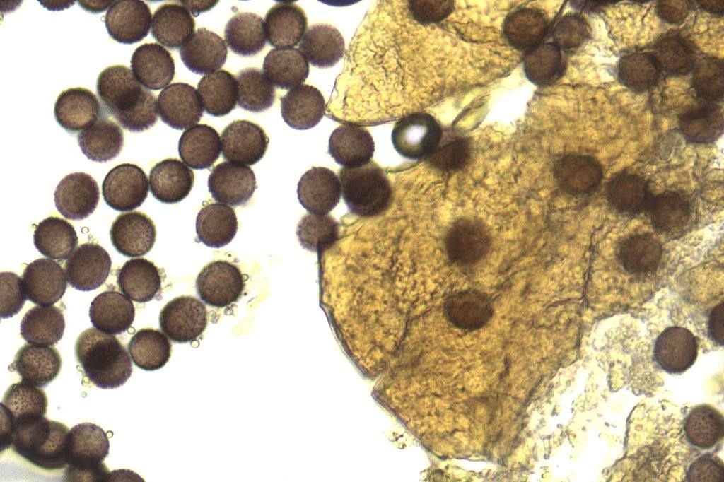 Physarum decipiniens (??)